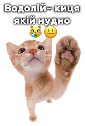 Create meme: cats , adorable kittens, kitty 