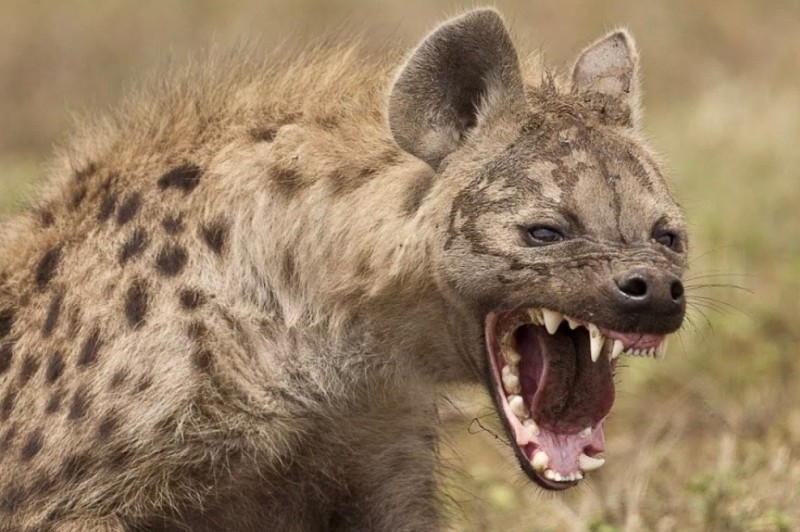 Create meme: hyena , spotted hyena, jackal and hyena