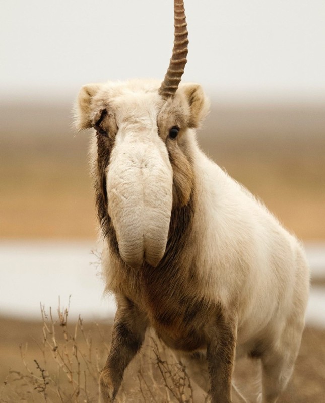 Create meme: saiga, saiga antlers, saiga is an animal