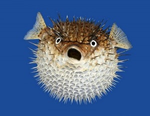 Create meme: fish with spines which swells, fish hedgehog PNG, fish hedgehog