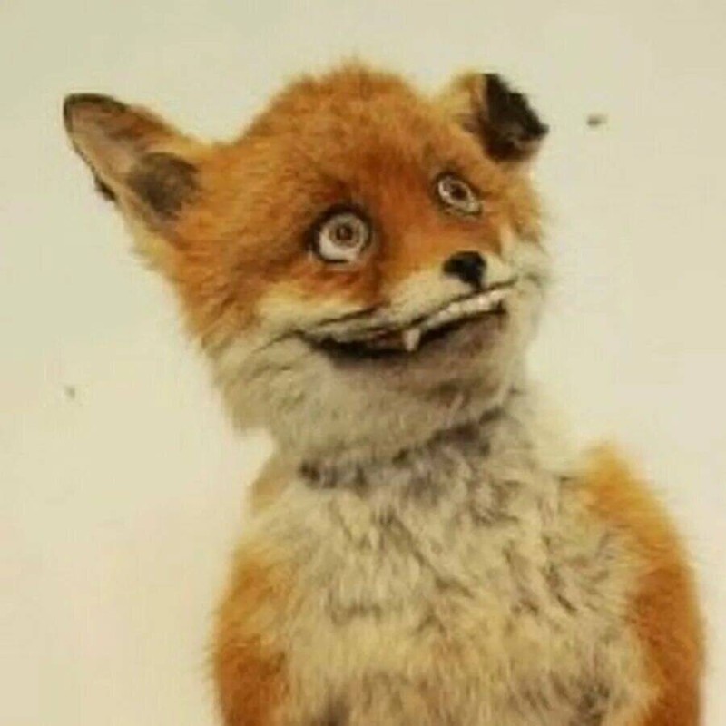 Create meme: a stuffed Fox meme, a stuffed Fox , Fox stuffed animal 