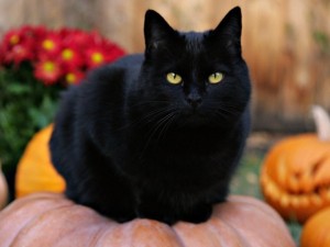 Create meme: fat black cat