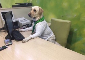 Create meme: dog, dog, the dog in the office