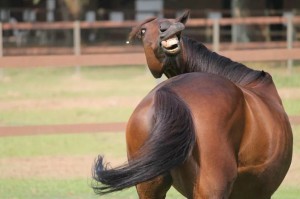 Создать мем: конь, конь гнедой, смешные лошади