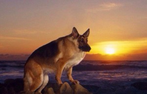 Create meme: shepherd max, German shepherd breed, German shepherd