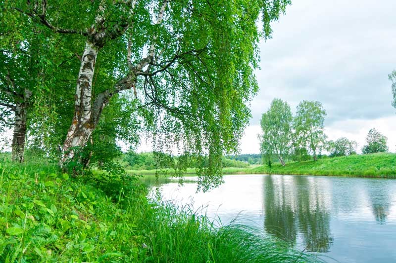 Create meme: birch grove and river, Russian birch, birch tree on the river bank