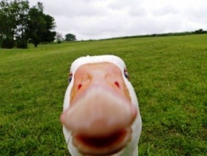 Create meme: demented geese, stoned a goose, funny photo of geese