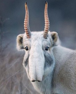 Create meme: rare animals, antelope antelope, saiga antelope
