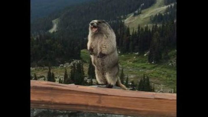 Create meme: Beaver yells in the mountains, a gopher screams in the mountains, a groundhog screams in the mountains