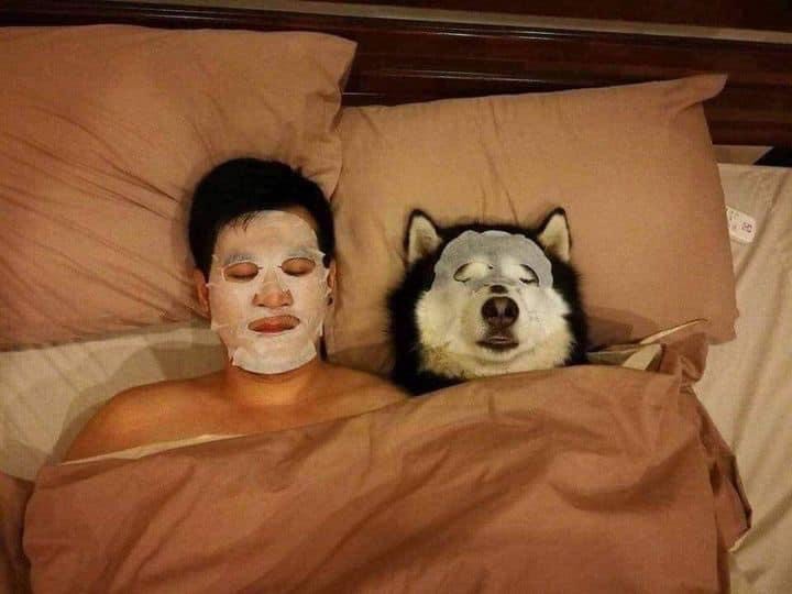 Create meme: husky , husky funny, husky sleeps with the owner