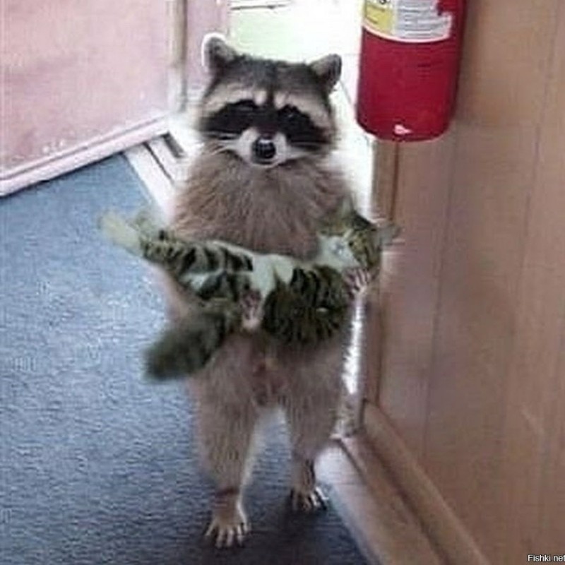 Create meme: raccoon , the raccoon is funny, the raccoon is small