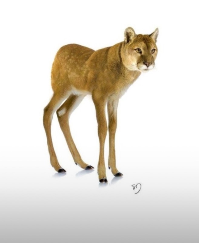 Create meme: animal Puma, 113189 - puma concolor, cougar on a white background