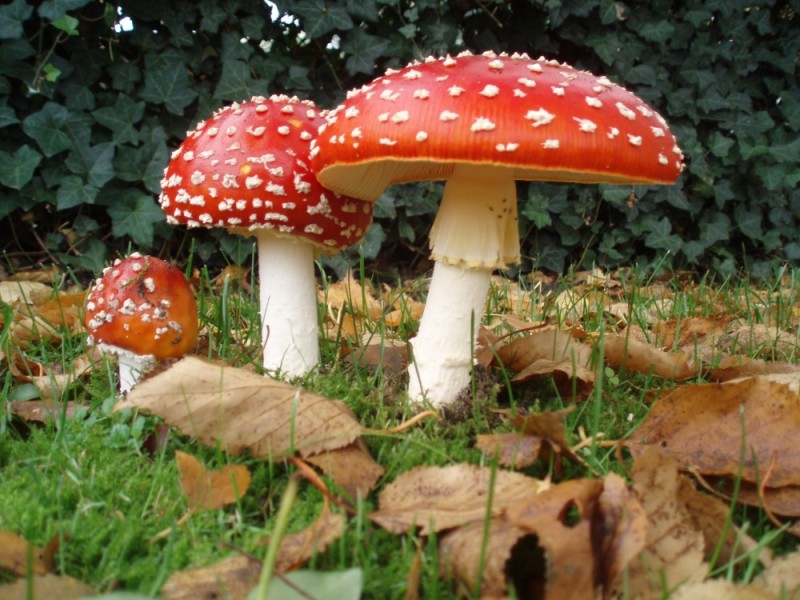 Create meme: mushroom fly agaric, fly agaric and pale toadstool, fly agaric