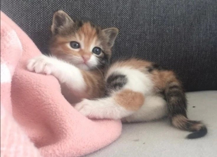 Create meme: tricolor cat, british kittens tricolor, cats 