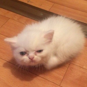Create meme: Persian cat, Persian kittens