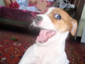 Create meme: breed Jack Russell Terrier, breed Jack Russell