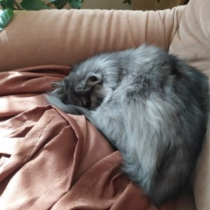 Create meme: grey cat, fluffy, long-haired cats