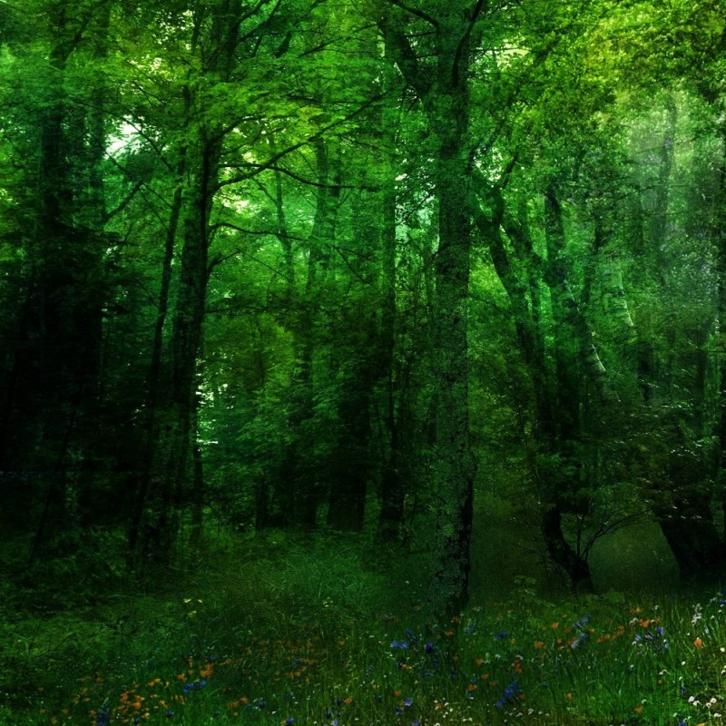 Создать мем: красивый зеленый лес, фон леса для фотошопа, густой лес