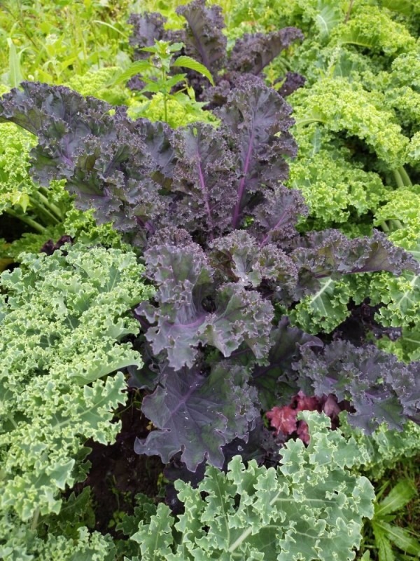 Create meme: leafy cabbage, cabbage Kale