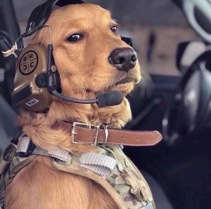 Create meme: good boy, dog, dog pilot pictures