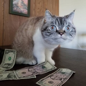 Создать мем: богатый кот, кот хватает деньги, котик с денежками