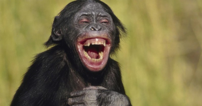 Create meme: the monkey laughs, the monkey laughs, laughing monkey