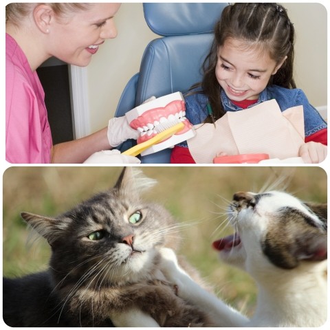 Create meme: teeth cats, the cat at the dentist, cat 