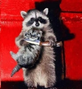 Create meme: raccoon home, memes with raccoons, raccoon gargle