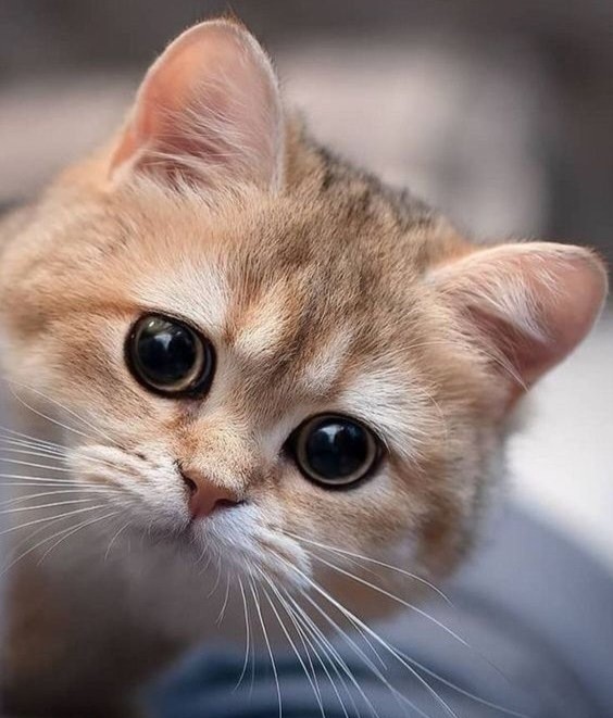 Create meme: cute cats , kitten postcard, The faggot cat is a breed