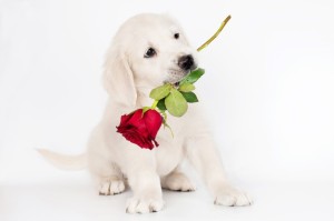 Create meme: puppy with flowers, a puppy with a flower, a puppy with a bouquet