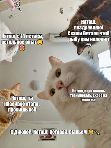 Создать мем: коты наташа мем, котики провожают наташу, кот