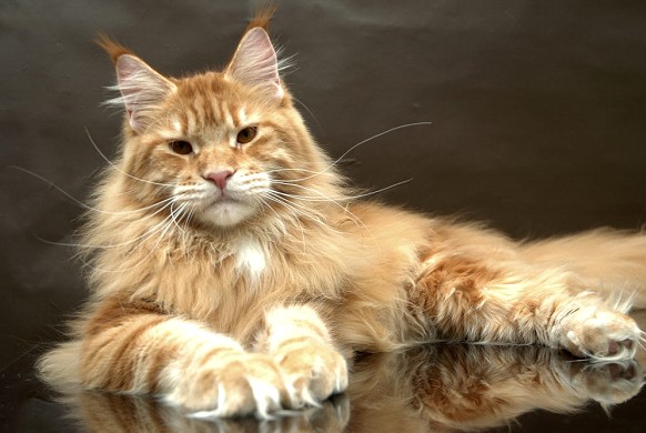 Create meme: Maine Coon is beautiful, cat Maine Coon, The red-haired Maine Coon cat