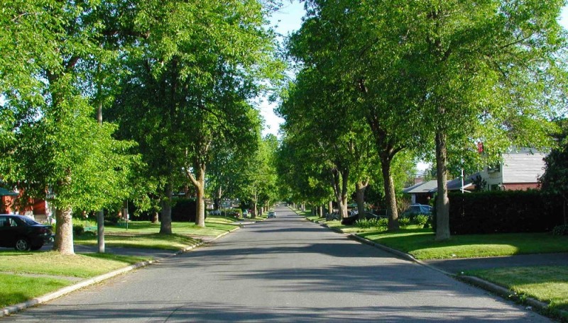 Create meme: a street with trees, boulevard with trees, Park 