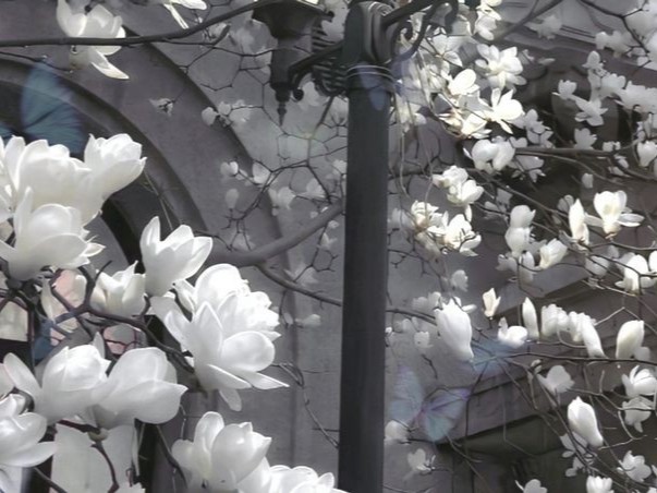 Create meme: white magnolia, magnolia sochi flower, magnolia siebold