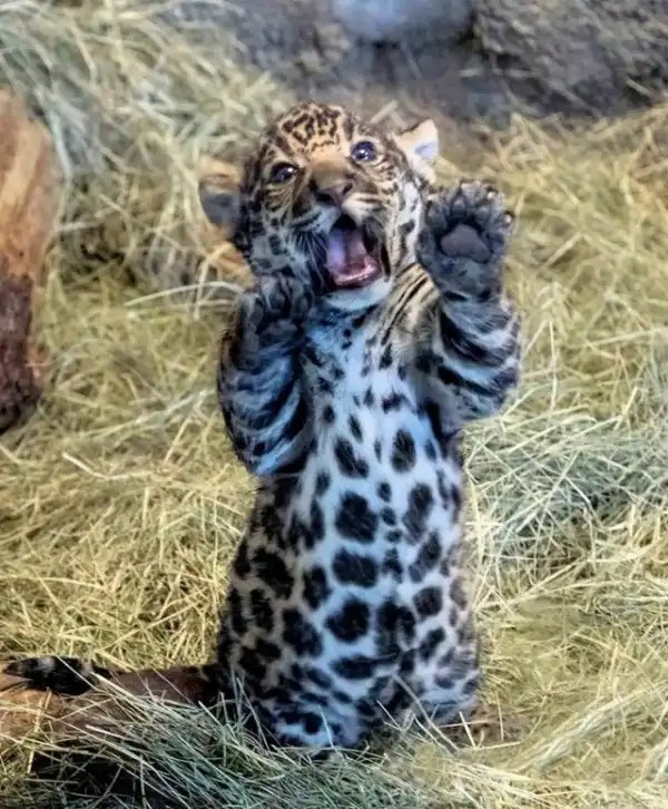 Create meme: The jaguar cub, The little jaguar, jaguar kitten