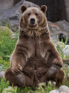 Create meme: brown bear, big brown bear, grizzly bear