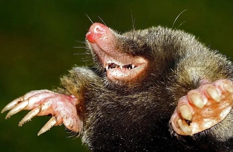 Create meme: mole , american star-bearing mole, mole ordinary