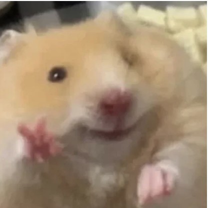 Create meme: the hamster is beautiful, cute hamsters, funny hamster