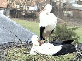 Create meme: stork, white stork, the nestling of the stork