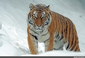 Create meme: Siberian tiger, snow tiger, tiger 