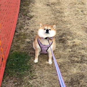 Create meme: shiba inu