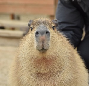 Create meme: rodent capybara, capybara teeth, the capybara