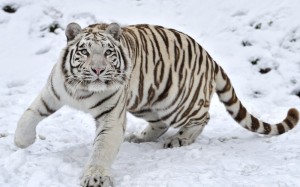 Create meme: Siberian tiger, white tiger, Siberian tiger white