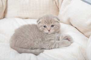 Create meme: Scottish fold, lop-eared Scottish fold, British fold kittens lilac