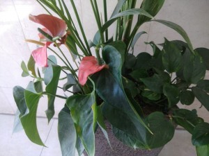 Create meme: Andre Anthurium, Anthurium photo room, Andre Anthurium pink