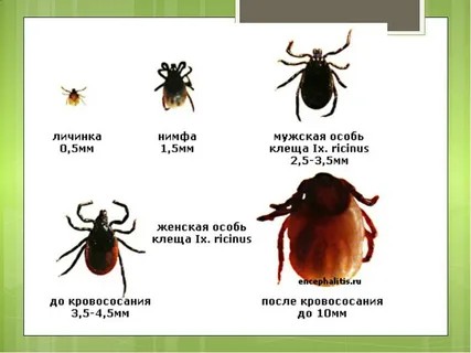 Create meme: encephalitic tick, stages of tick development, stages of development of the ixod mite