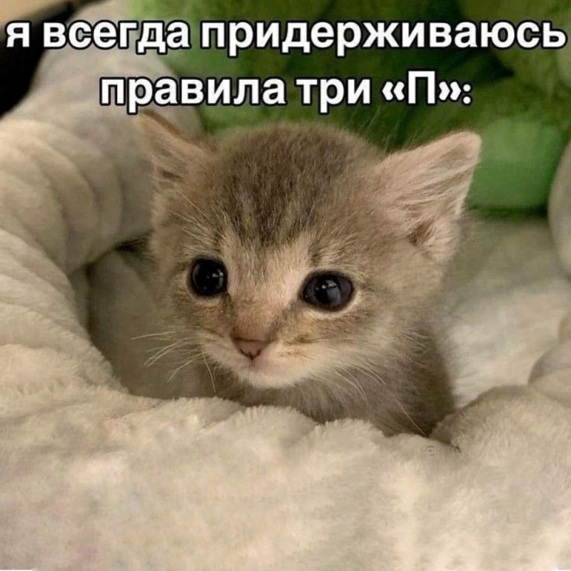 Create meme: cat , cat , the cats are very cute