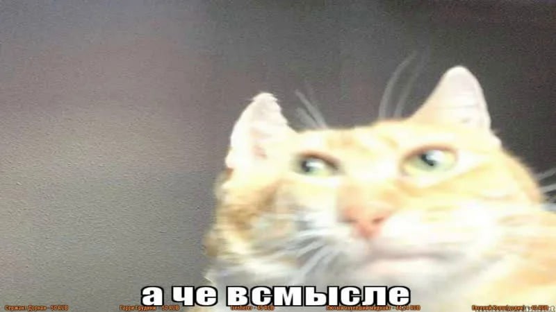 Create meme: cat ache I mean, cat meme , I mean the cat meme