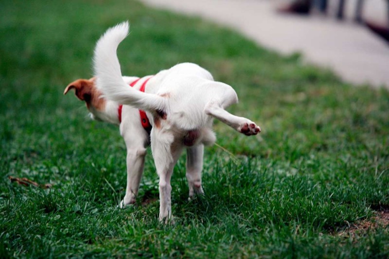 Create meme: dog, white labrador dog, Labrador Retriever 