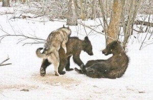 Create meme: wolf vs bear